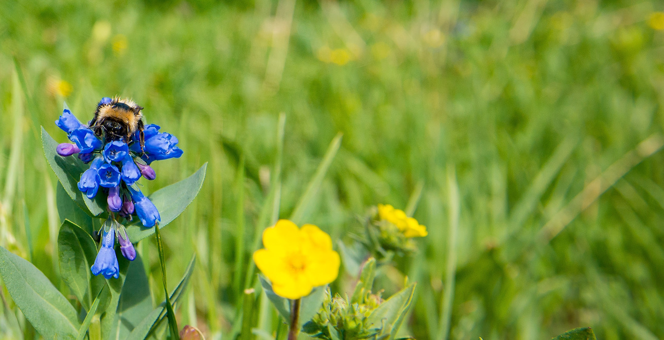 bumble bee on a flower in a grass field 