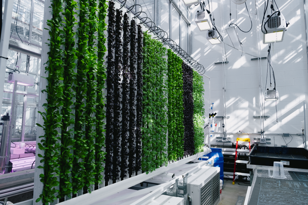 Vertical Farming at the PGPF