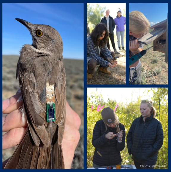 Collage of bird photos: a bird with a chip, students working on research projects, a student fixing a bird nest
