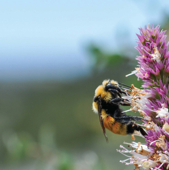 Mountain bumble bee on a pink flower