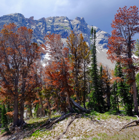 A stand of colorful trees in GTNP