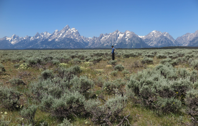 A person standing in a sagebrush field with the Tetons in the background