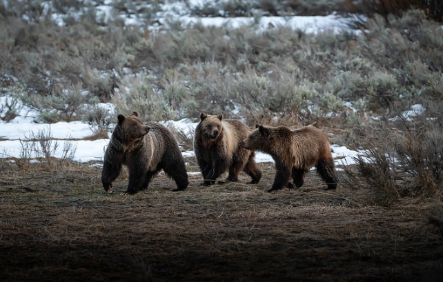 Three grizzly bears walking across a field in Grand Teton