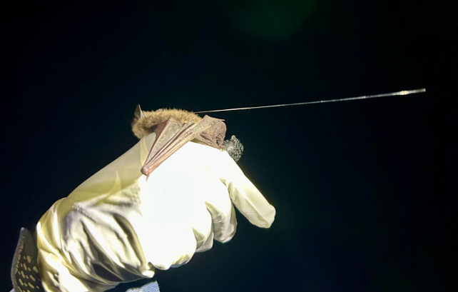 A bat sitting on a gloved hand