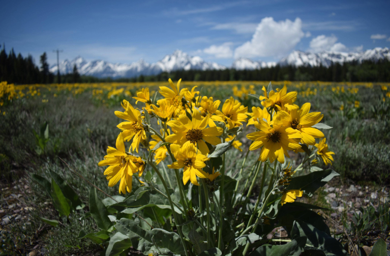 Yellow flowers, arrowleaf balsamroot, in a field with the Tetons in the background