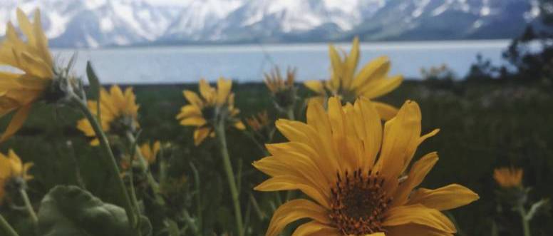 Yellow flowers
