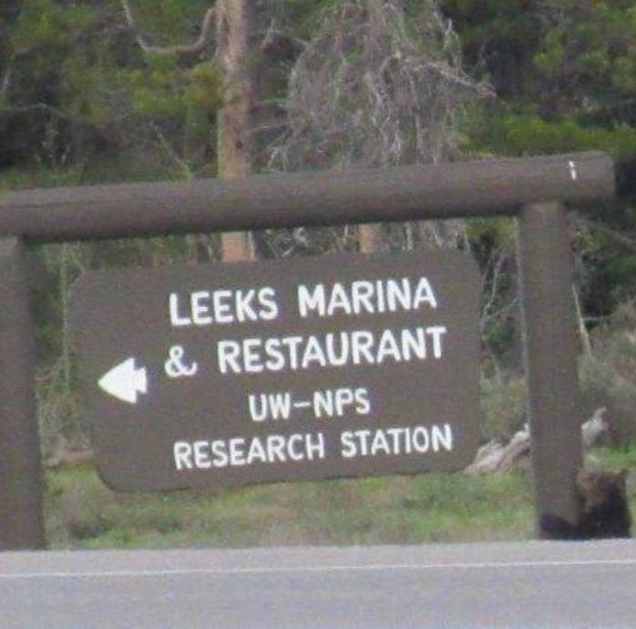 bear cub next to the Leeks Marina/UW-NPS Research Station sign