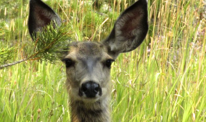 An Image of a deer