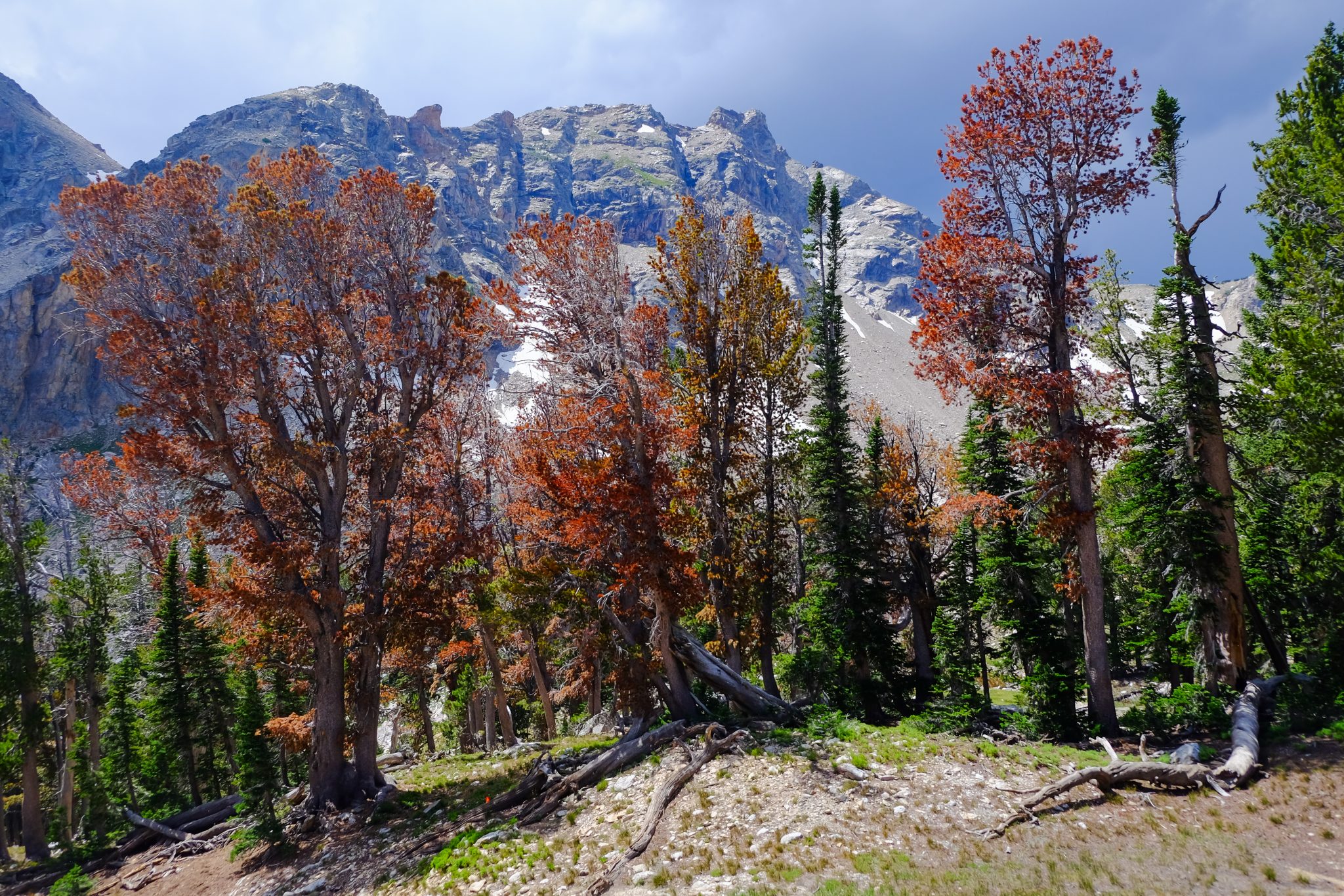 Whitebark trees in the Tetons