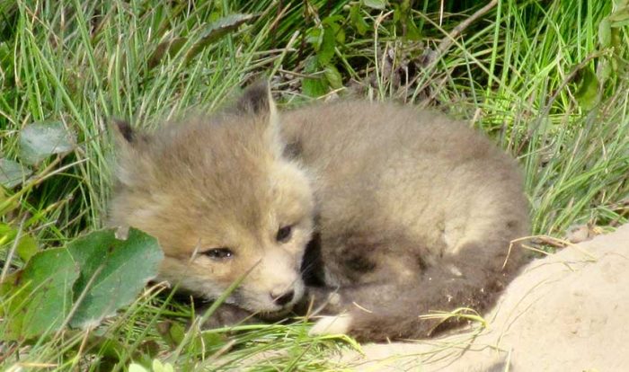 Image of a young fox sleeping in the grass
