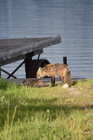 Adult fox and kit by the AMK Ranch dock. Photo credit: Anna T. Cressman, 2018