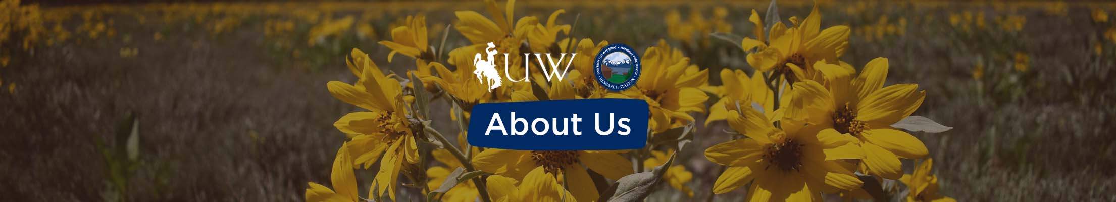 "About Us" text over yellow arrowleaf balsamroot flowers, with the Tetons in the background
