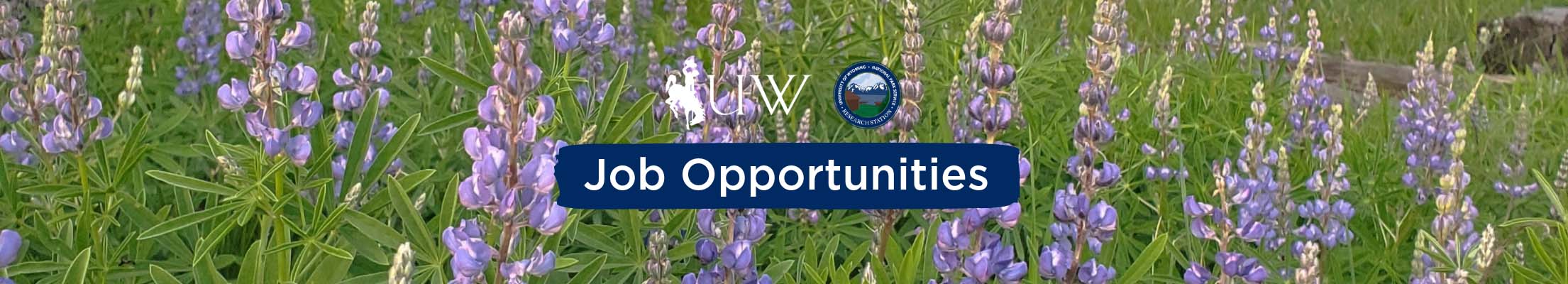 Job Opportunities