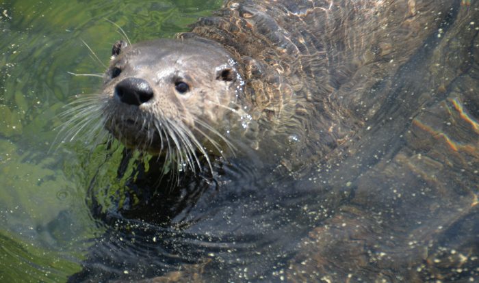 Image of a River Otter