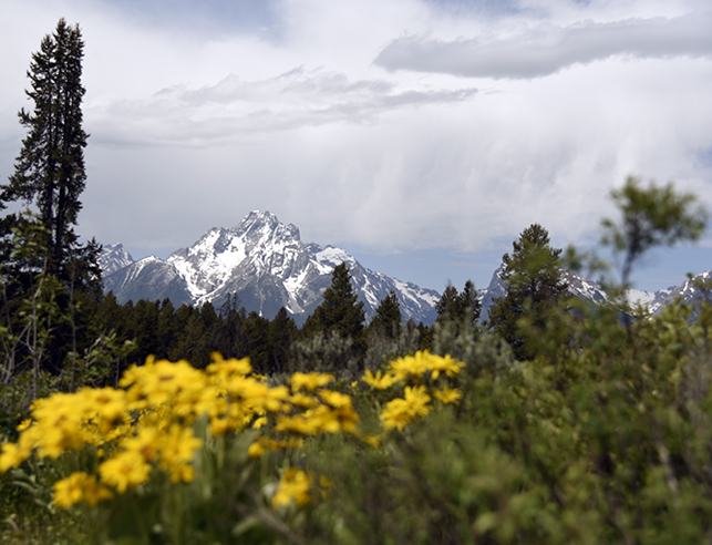 teton mountains and flowers