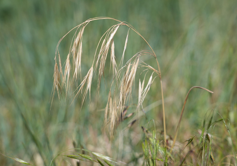 cheatgrass