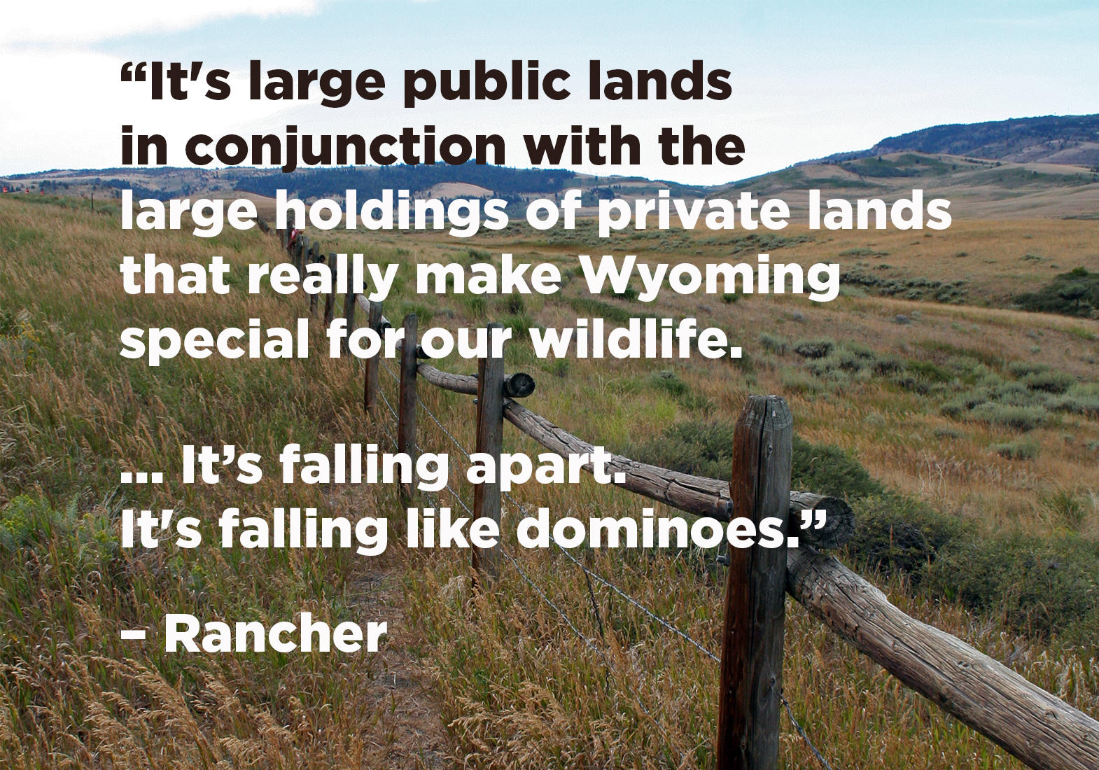 Rancher quote on wildlife