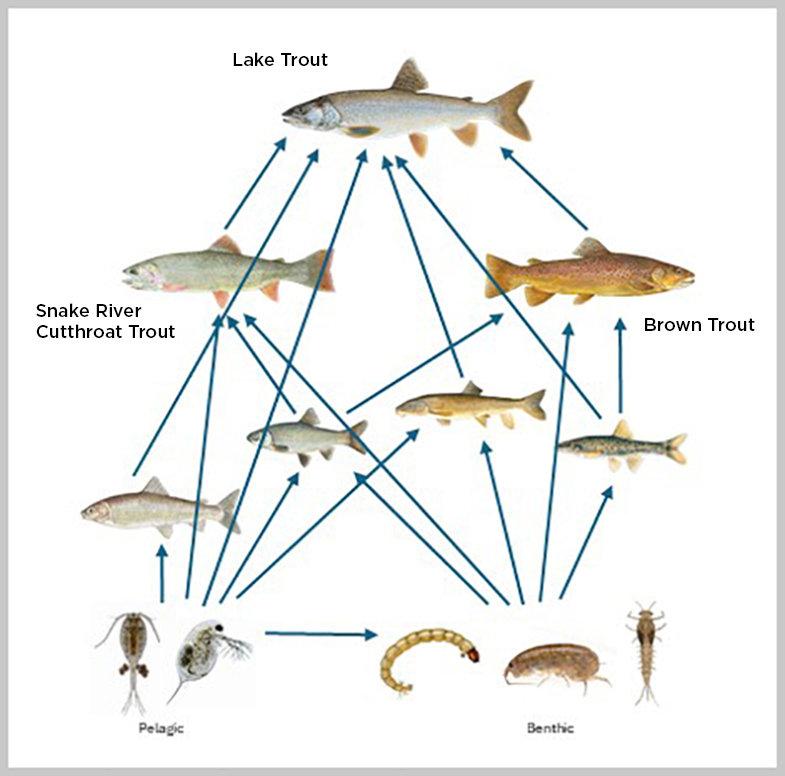 Jackson Lake food web