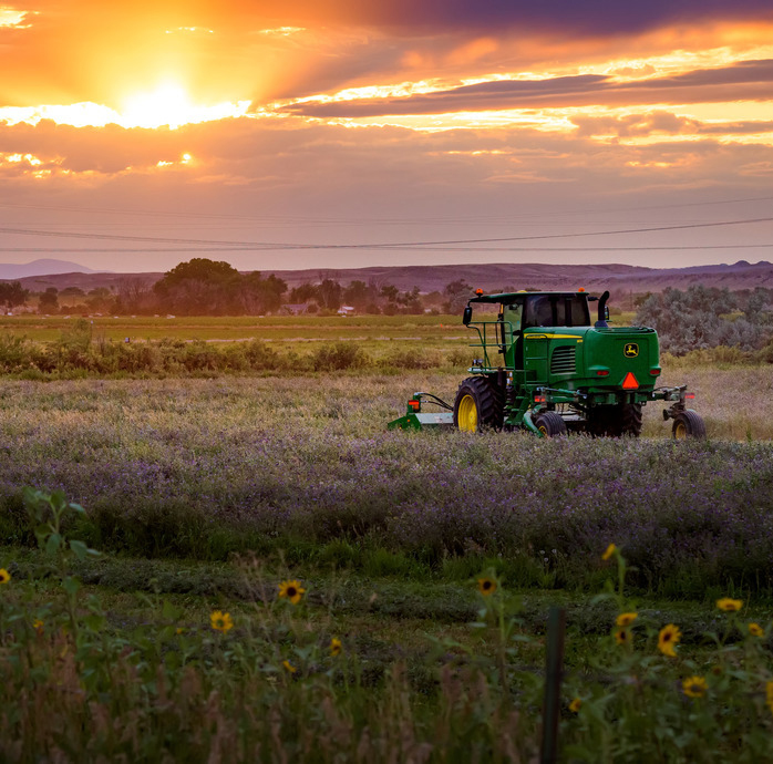 alfalfa harvest