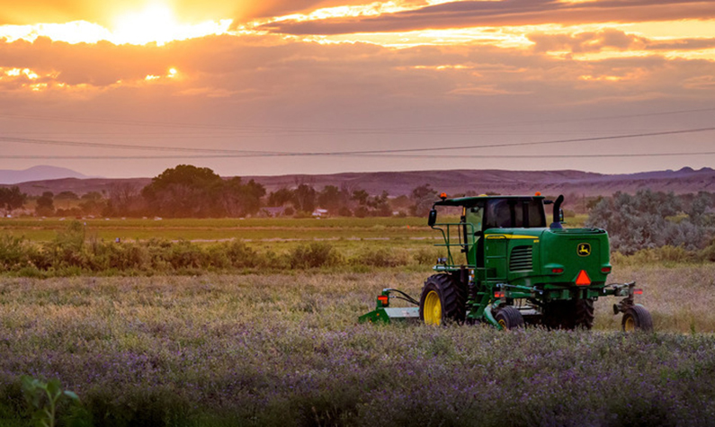 Alfalfa harvest