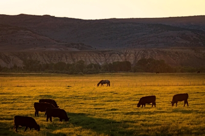 Wyoming cows in the landscape
