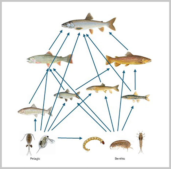 Jackson Lake foodweb