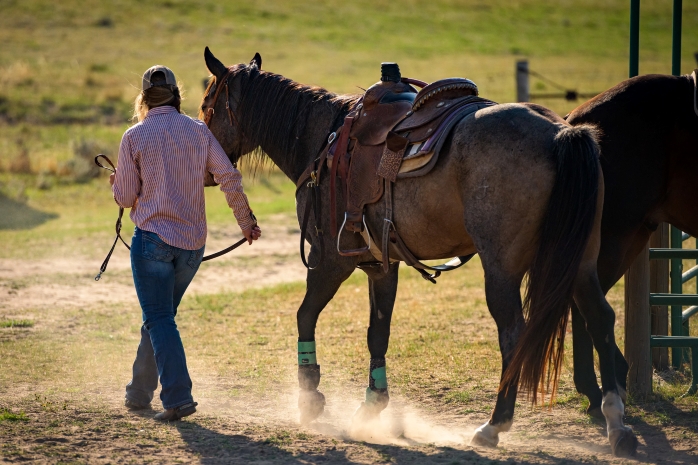 young woman leading saddled horse