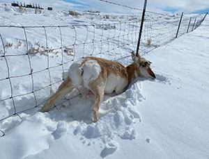 Pronghorn stuck in snow