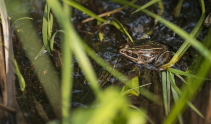 Snake in grass