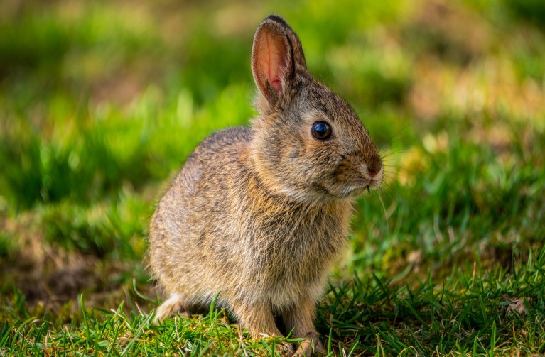 Wild Rodents and Rabbits