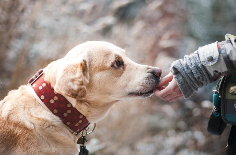 Working with animals