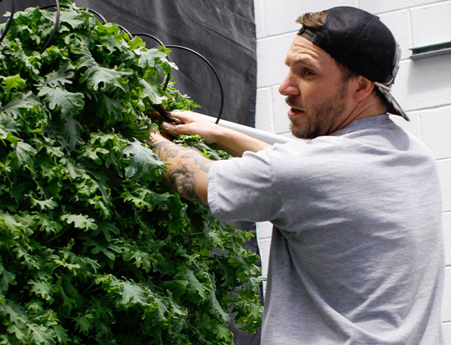 Man working on vertical tower of kale