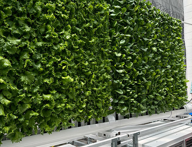 Vertical plant walls