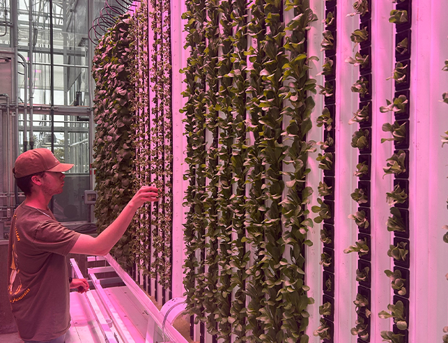 Man touching a plant on a wall of vertical towers