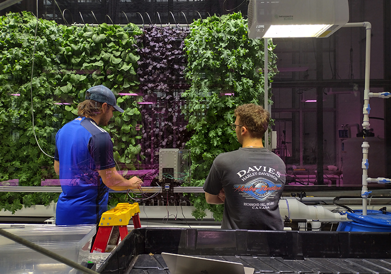 Two men looking at plants on vertical towers