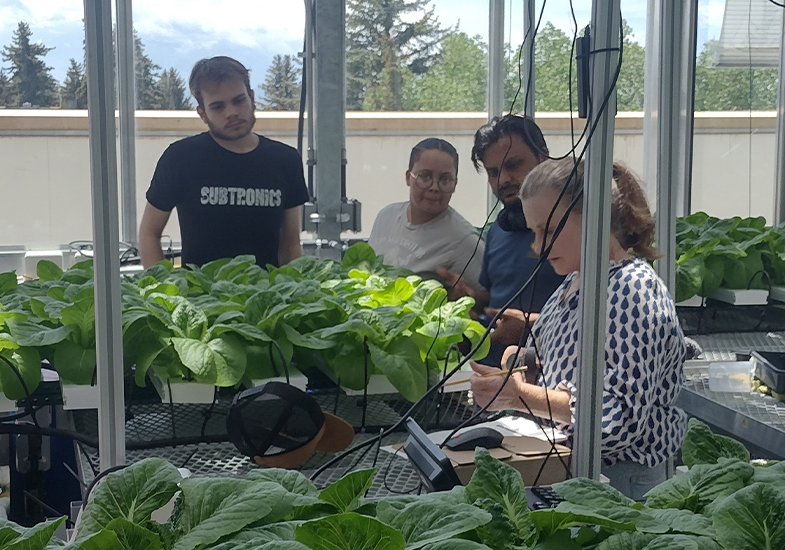 Four students looking at plants in the CEA