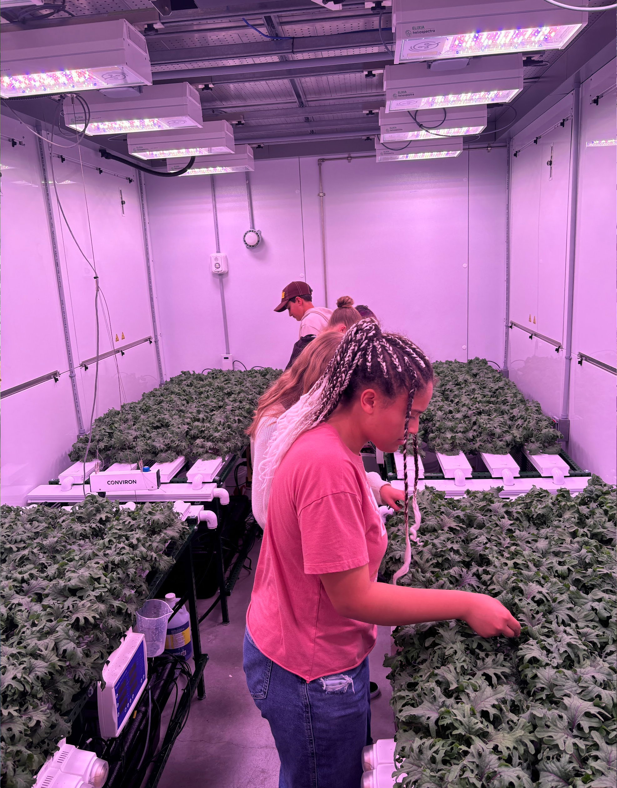 Students studying plants