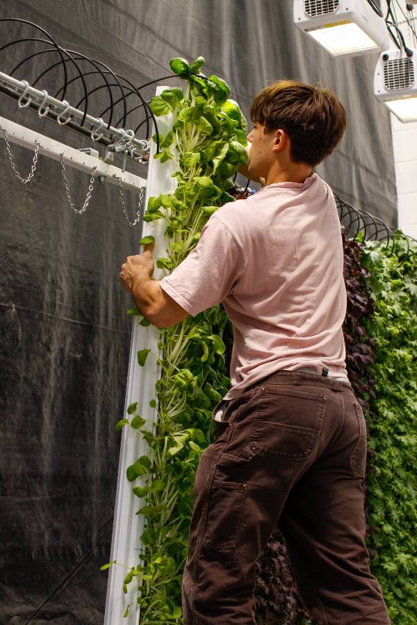 Student stands on a ladder as he pulls down a vertical hydroponic NFT channel
