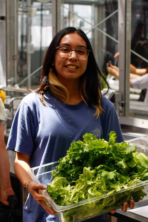 Student holeds a bin full of freshly harvested hydroponic lettuce