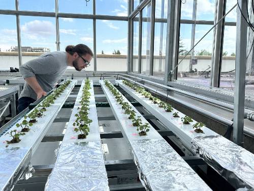 Spiegelberg nft photo
