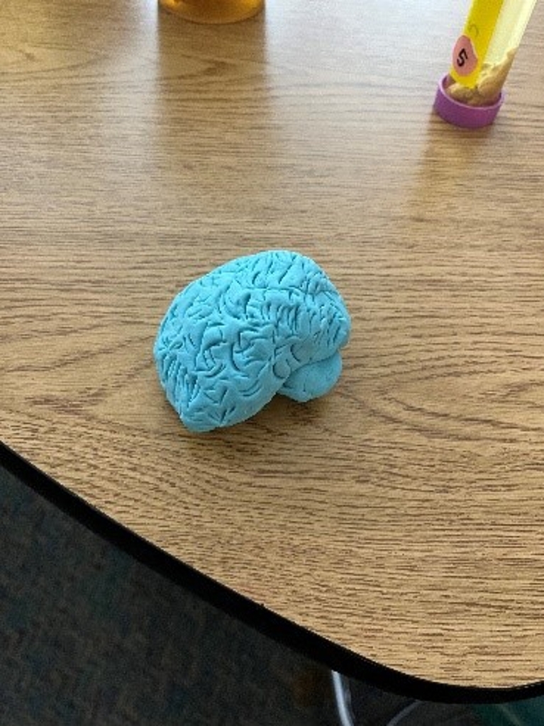 brain sculpted with Play doh