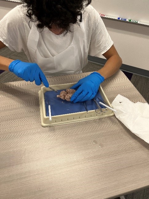 student working on sheep brain dissection