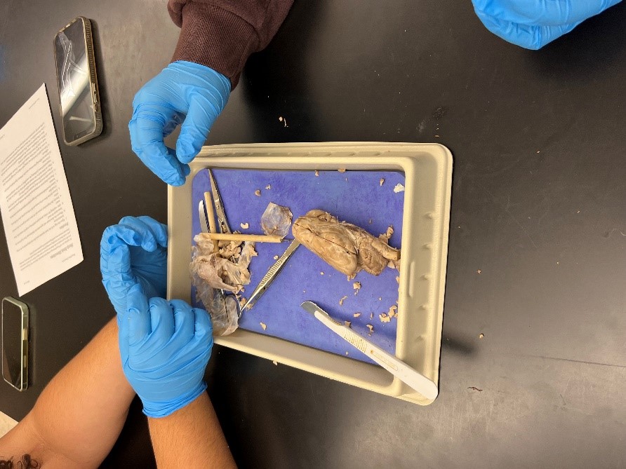 students dissecting sheep brains