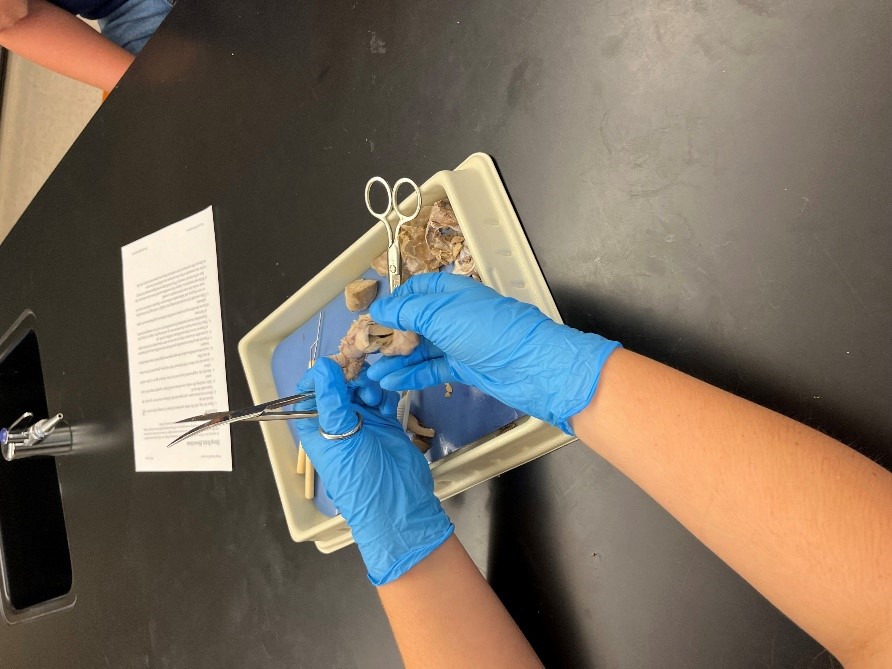 students dissecting sheep brains