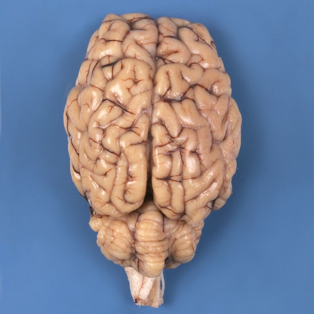 sheep brain