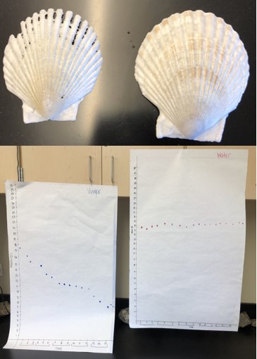 Shells and charts created by students