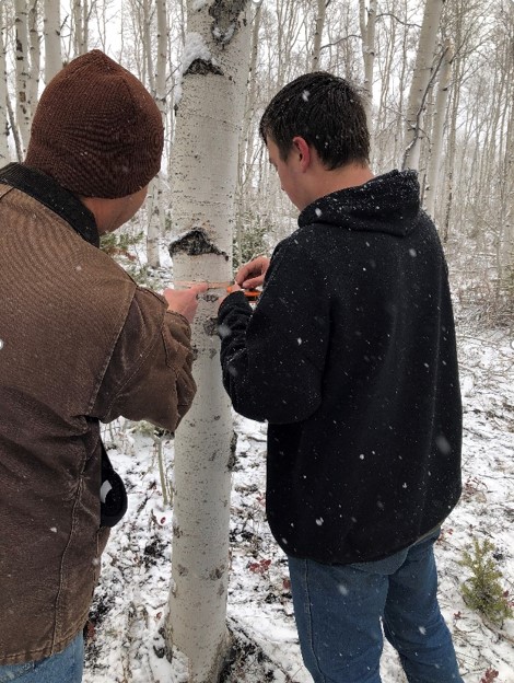UW Professor Mark Lyford assisting student in measuring aspen tree