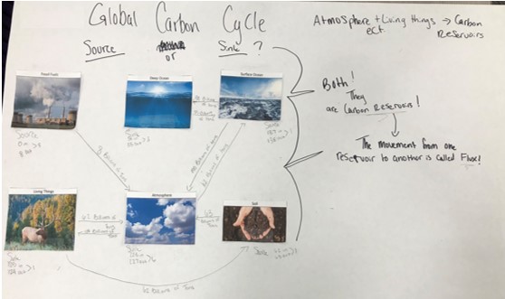 Global Carbon Cycle visualization