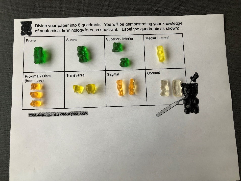 Gummy bear exercise for learning about anatomical terminology