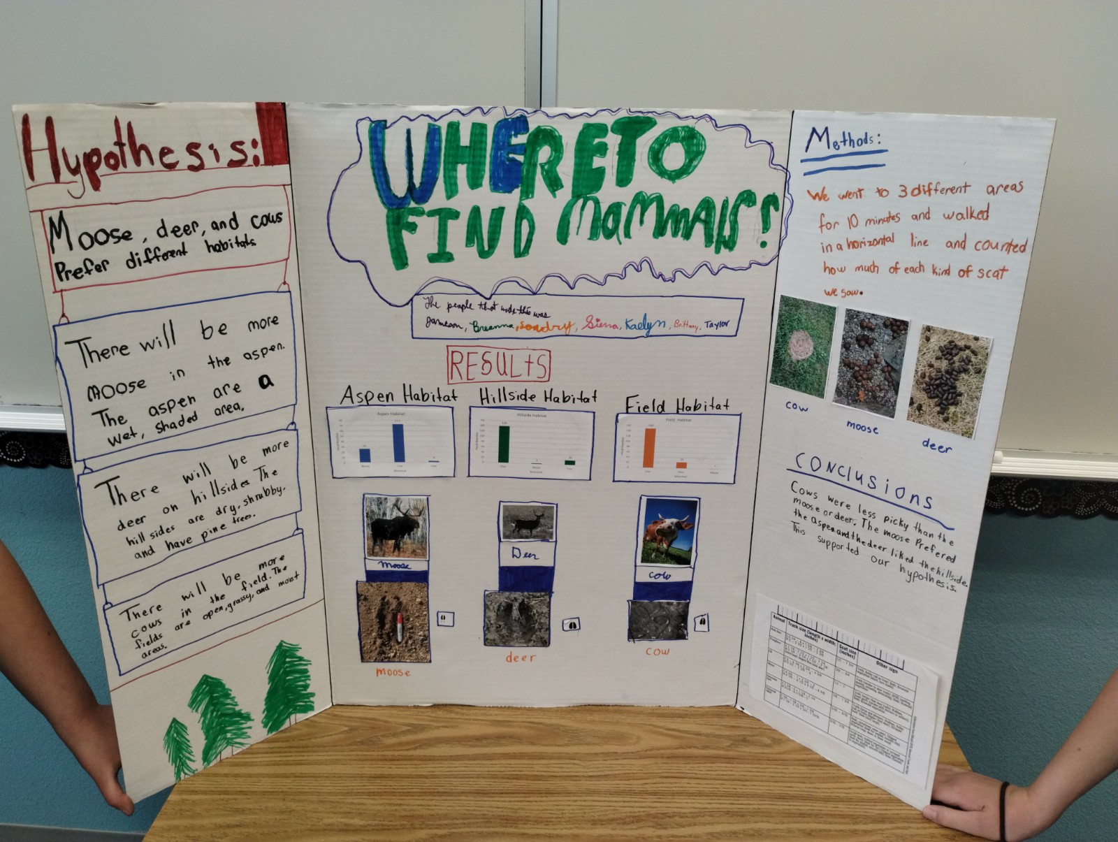mammal poster